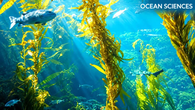 Ocean Sciences (ASX: OSS)
