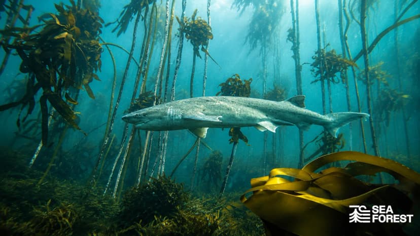 Sea Forest (ASX: SEA)